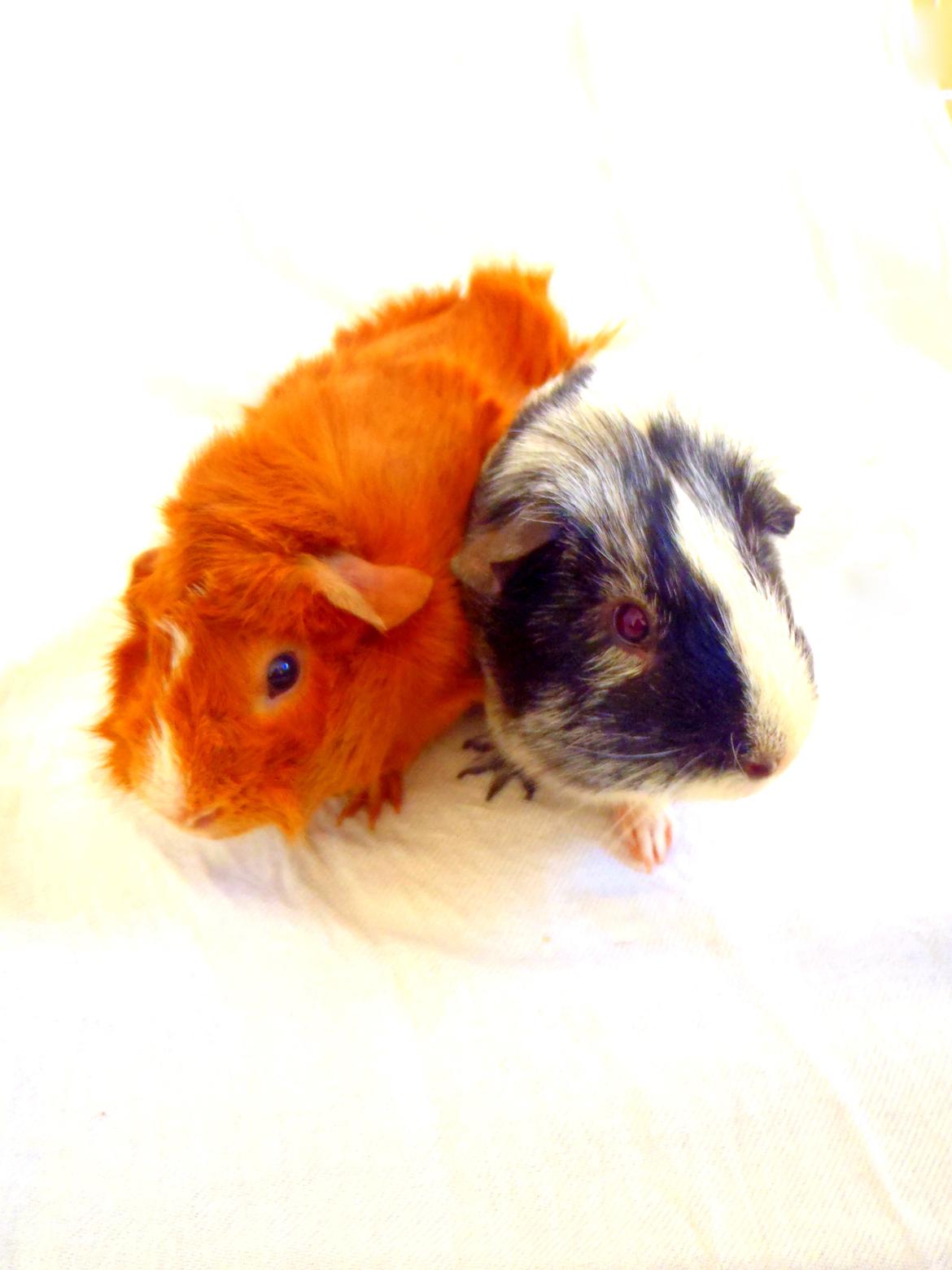 Marsvin Hugo Von Curia billede 9