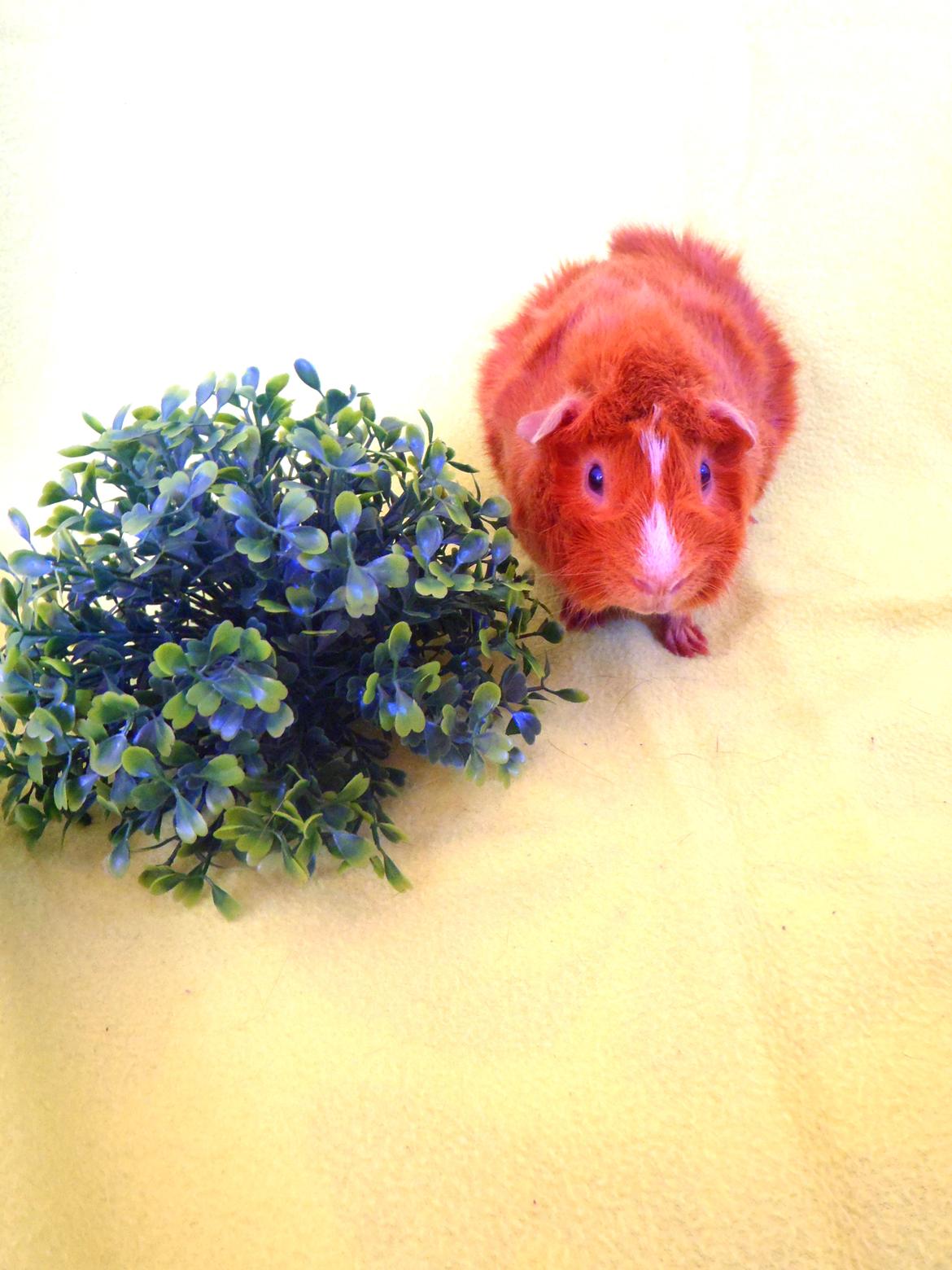 Marsvin Hugo Von Curia billede 10