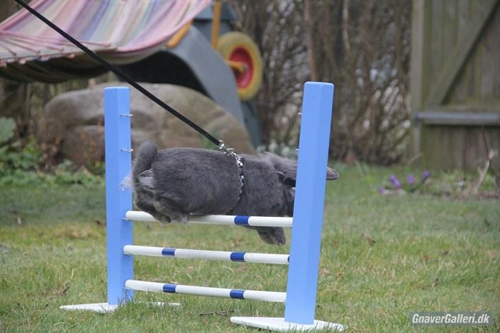 Kanin Kildevangs Limo La Dell billede 6