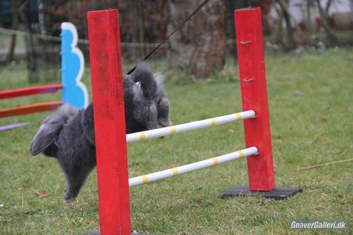 Kanin Kildevangs Limo La Dell billede 7