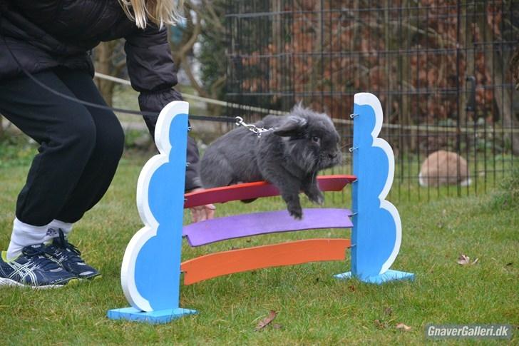 Kanin Kildevangs Limo La Dell billede 8