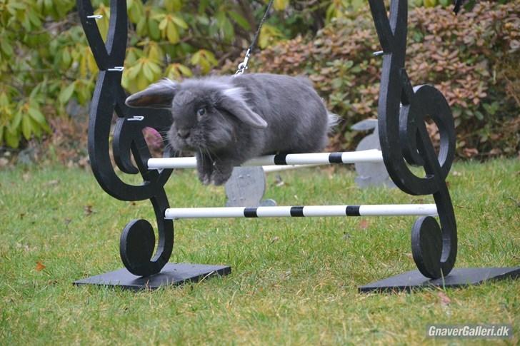 Kanin Kildevangs Limo La Dell - Amanda haupt. Har taget billedet :-) billede 1