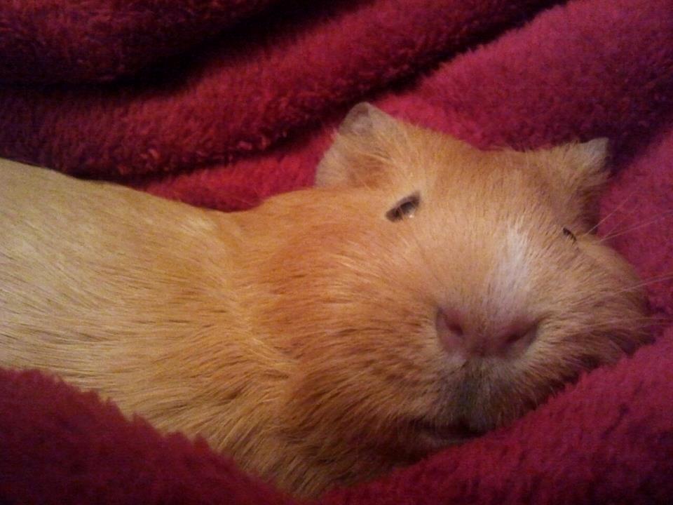 Marsvin Ingolf billede 15