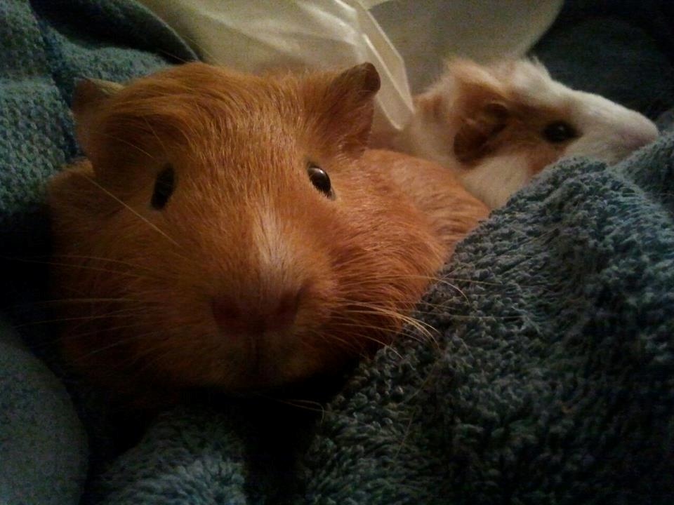 Marsvin Ingolf - Ingolf med ny frisure. billede 14