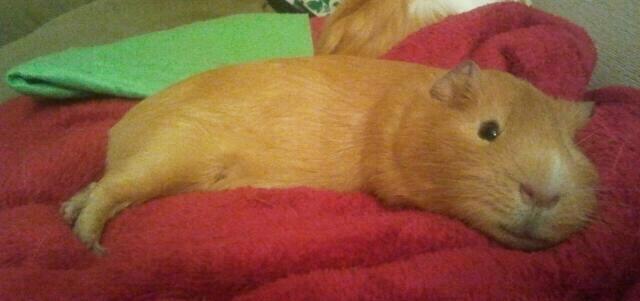 Marsvin Ingolf - En smilene gris :) billede 13