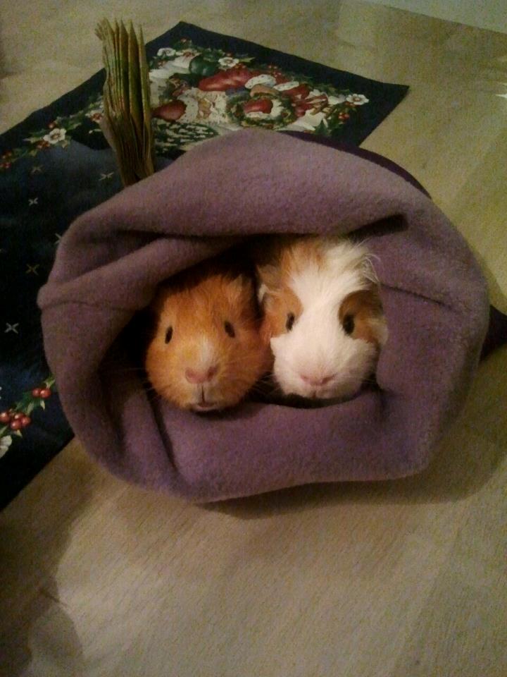 Marsvin Charlie billede 11