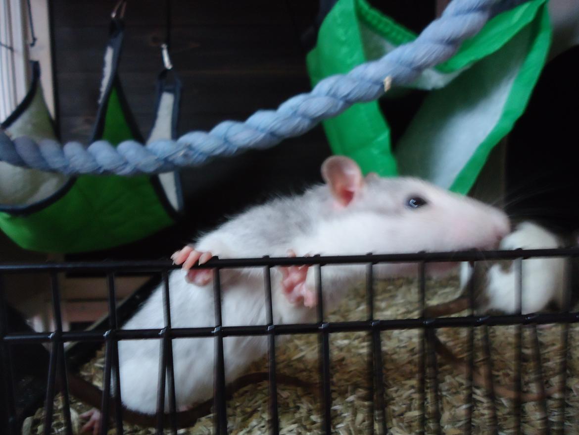 Tamrotte > Kiwi < R.I.P billede 5