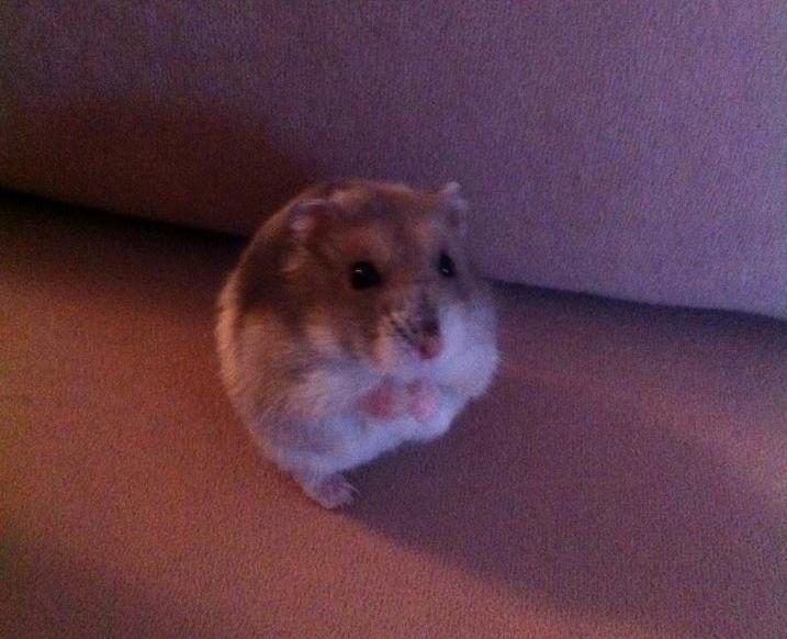 Dværghamster Alicia <3 *R.I.P* - Alicia sidder på sofaen! :-* billede 9