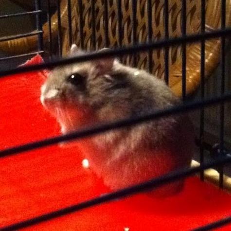 Dværghamster Alicia <3 *R.I.P* - Lille Alicia hygger inde i sit bur<3. billede 18