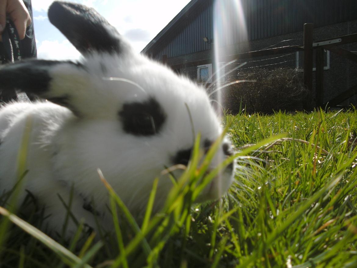 Kanin Bella - Bella nyder forårs-græsset billede 1
