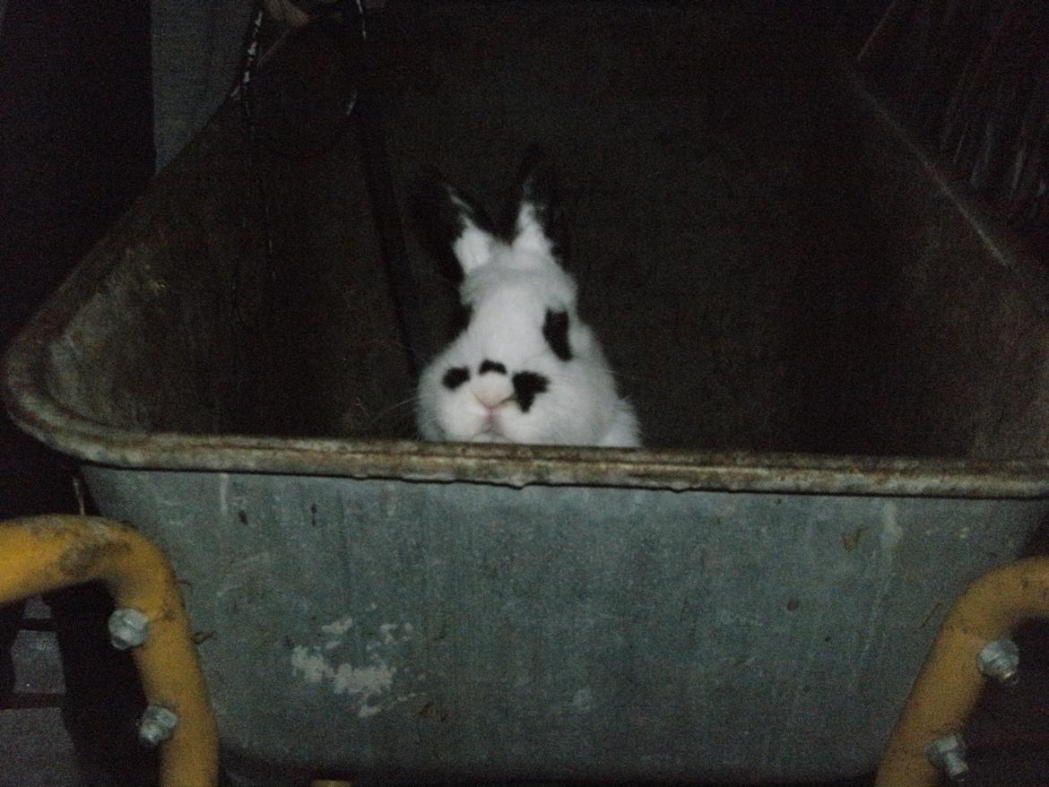 Kanin Bella billede 4