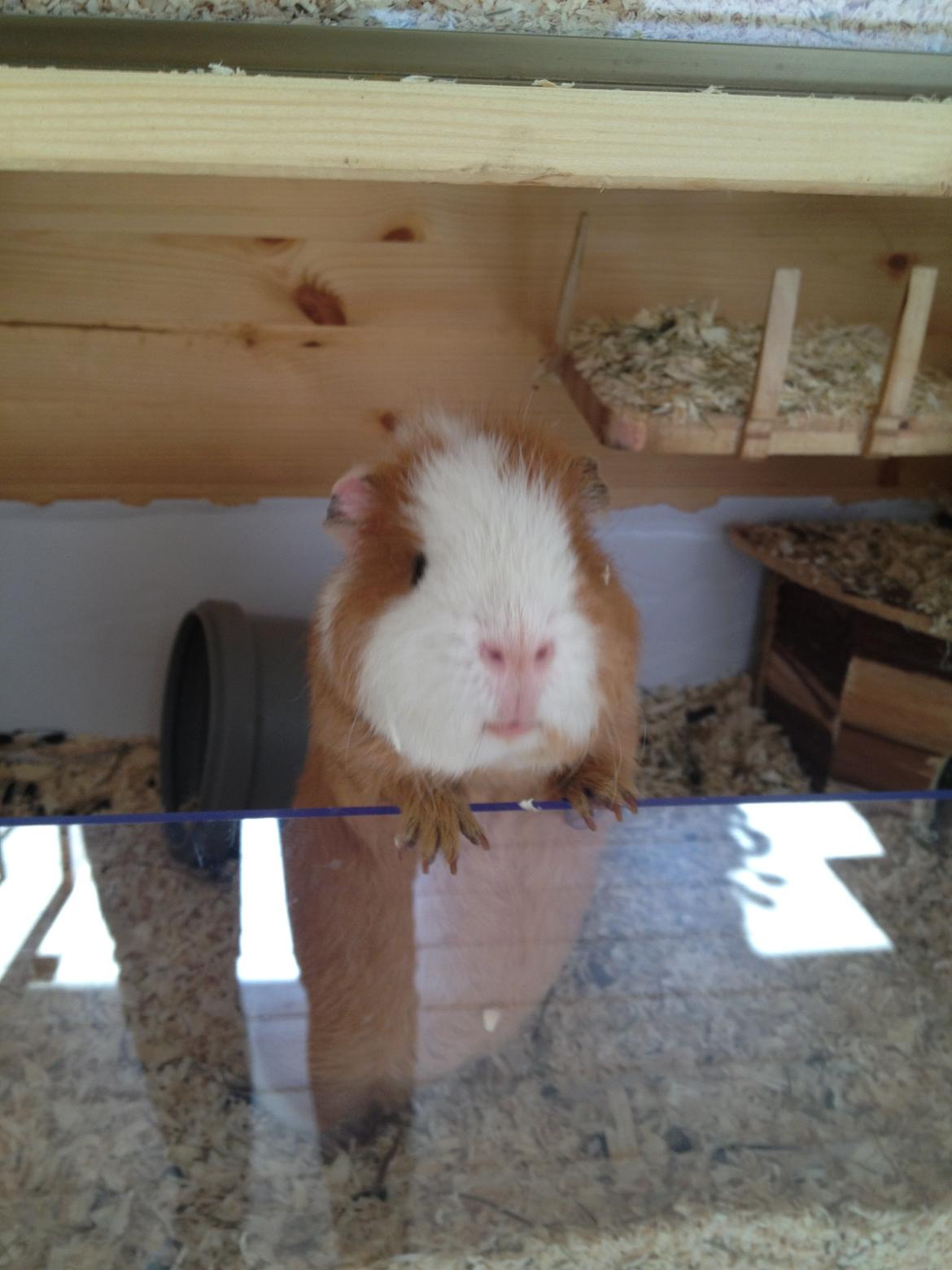 Marsvin Eddie - Velkommen til Eddies profil billede 1