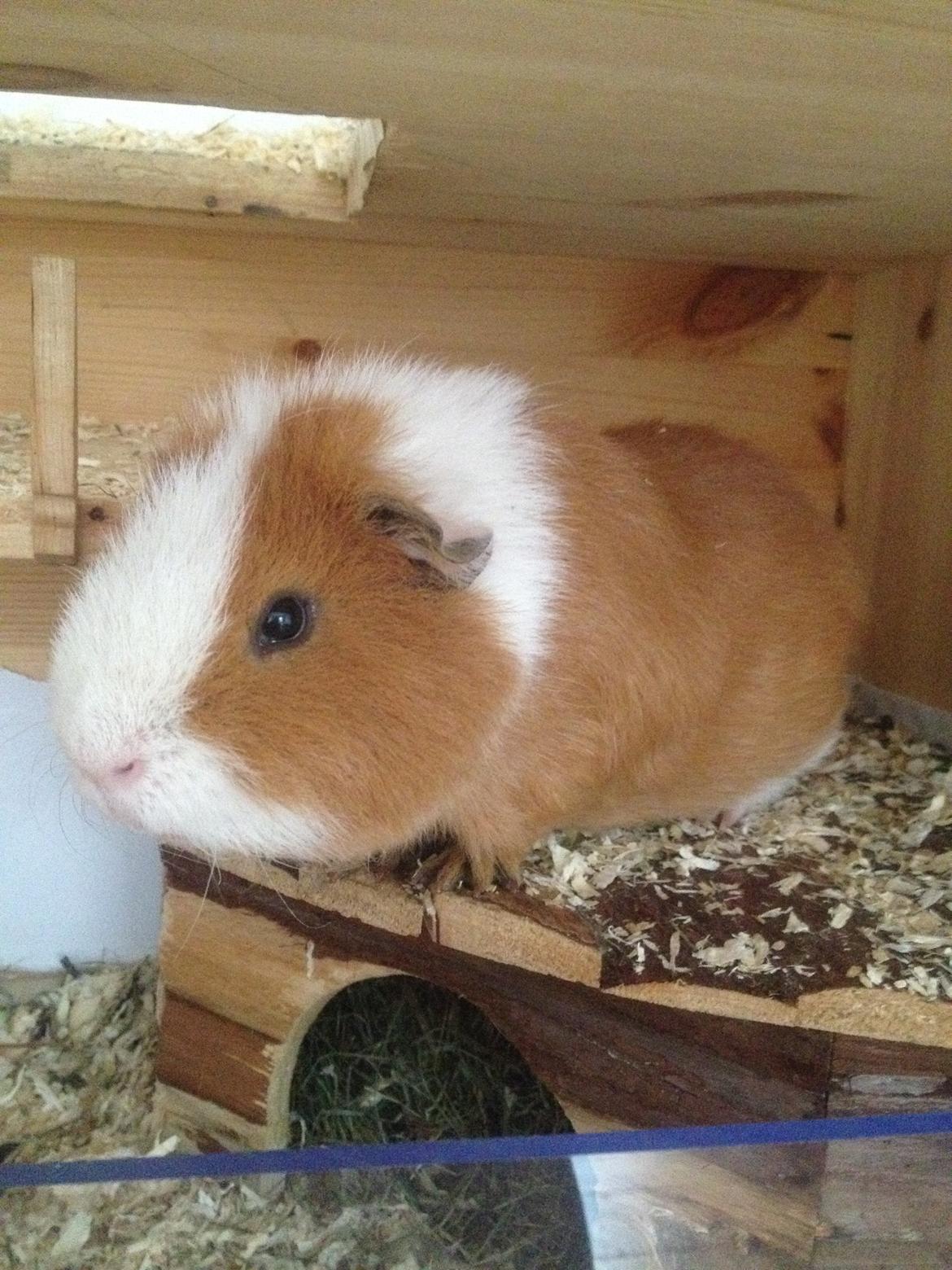 Marsvin Eddie - Close-up billlede billede 2