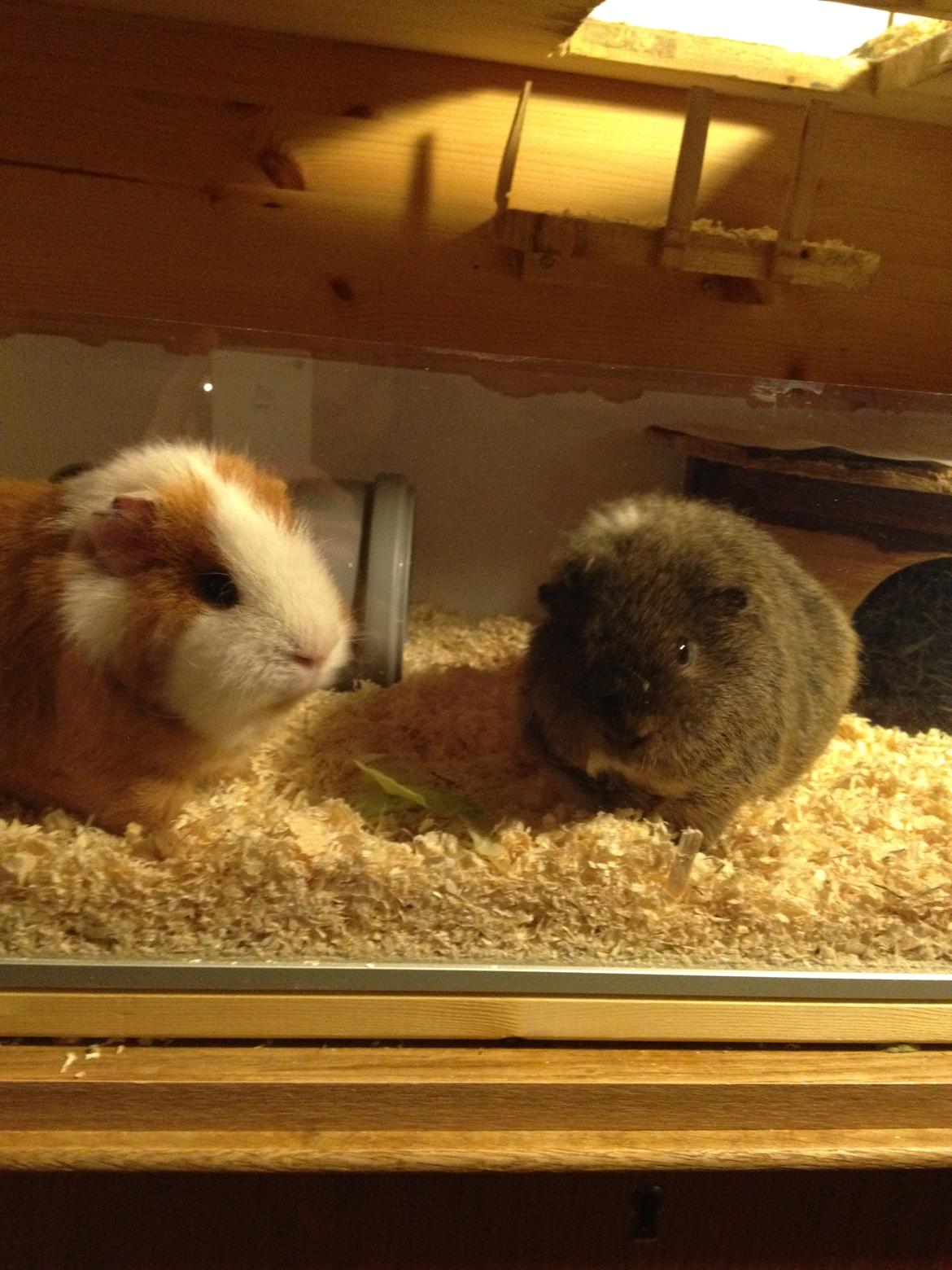 Marsvin Eddie - Salattid - Eddie er sammen med Charlie billede 4