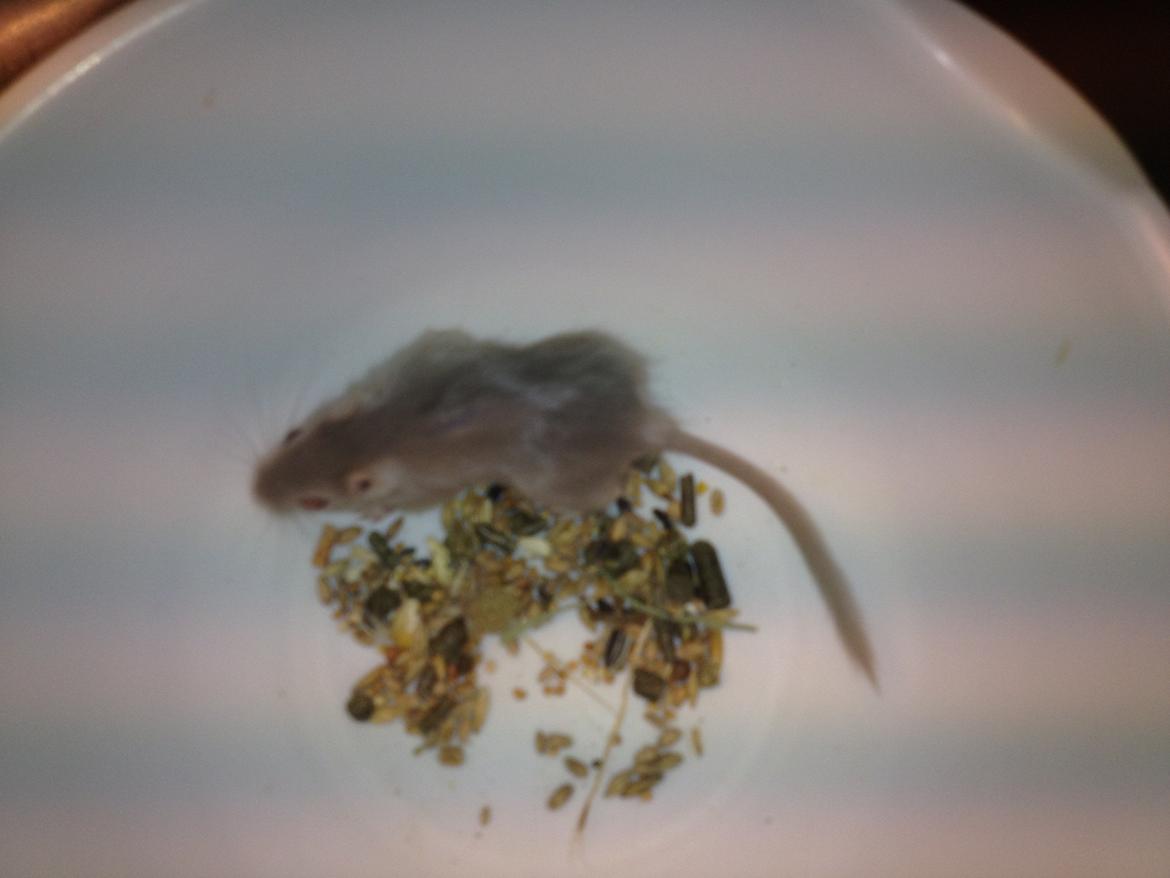 Ørkenrotte Ebbe billede 1