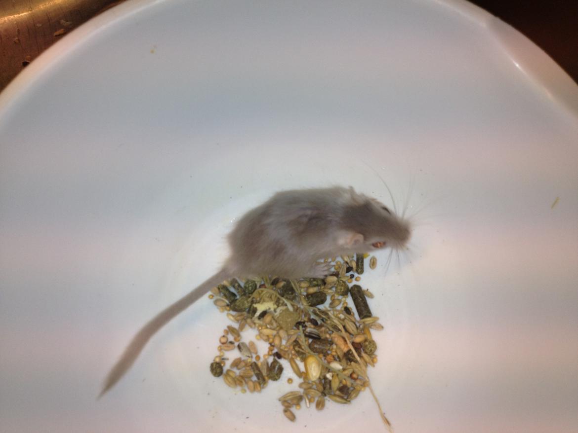 Ørkenrotte Ebbe billede 2