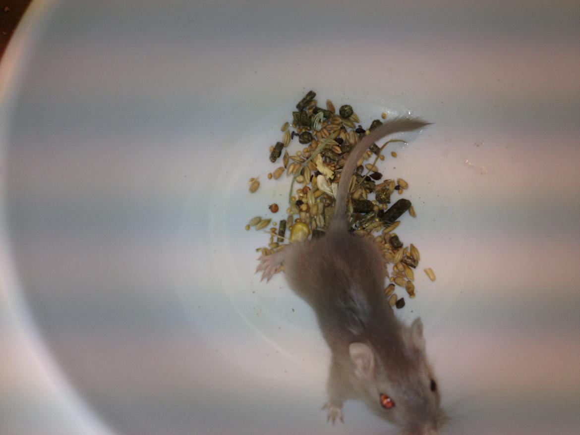 Ørkenrotte Ebbe billede 3