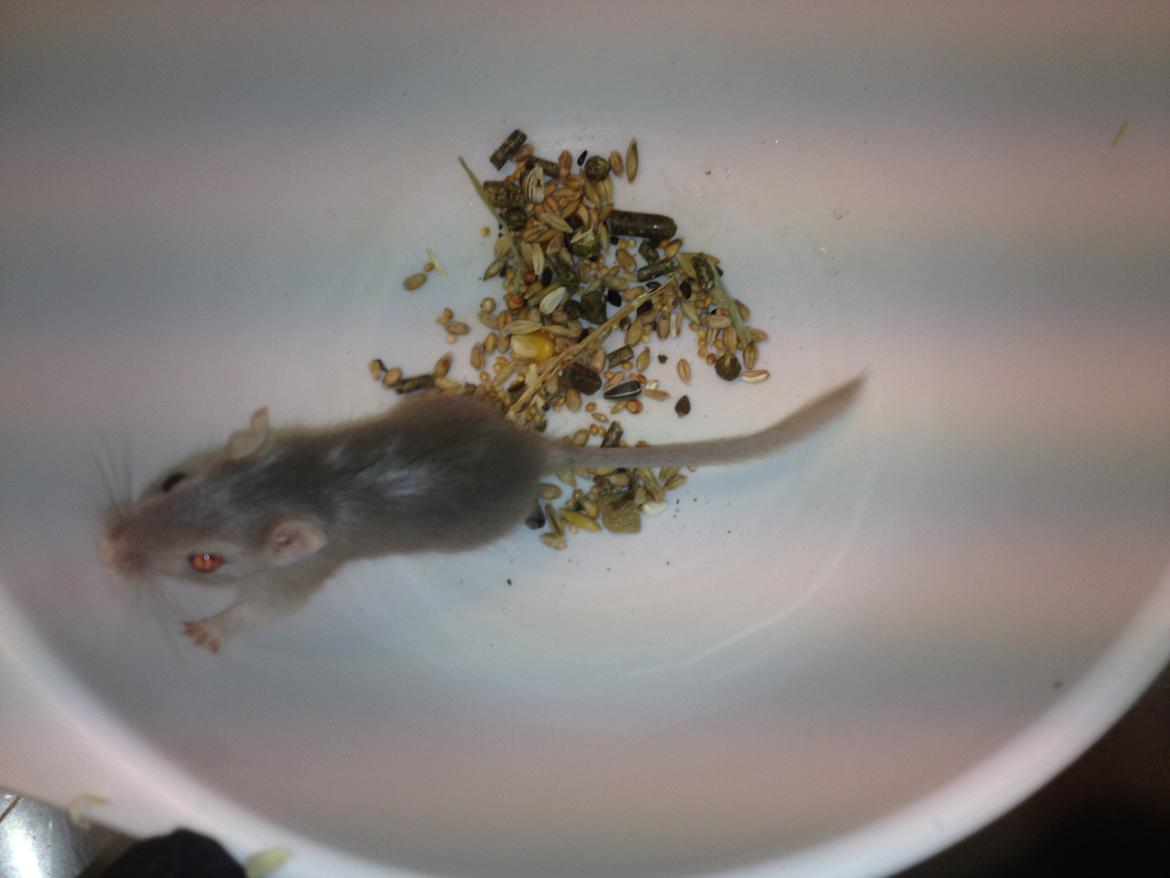 Ørkenrotte Ebbe billede 4