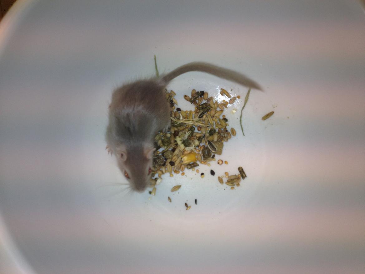 Ørkenrotte Ebbe billede 5