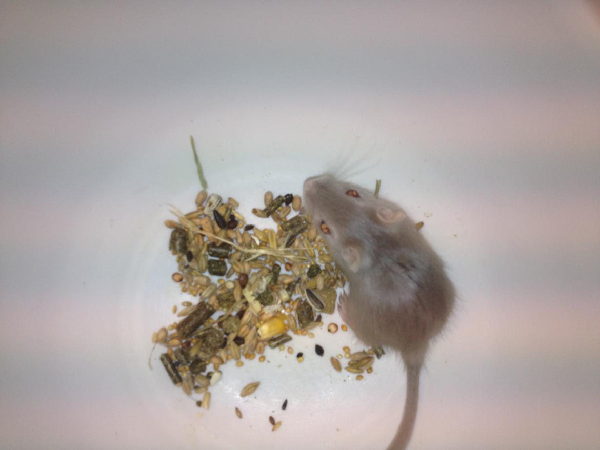 Ørkenrotte Ebbe billede 6