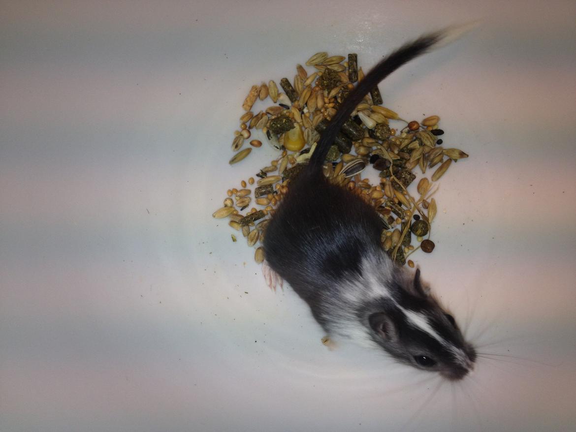 Ørkenrotte Laurits billede 1