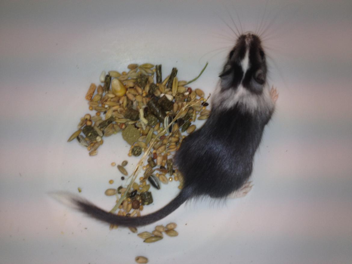 Ørkenrotte Laurits billede 2