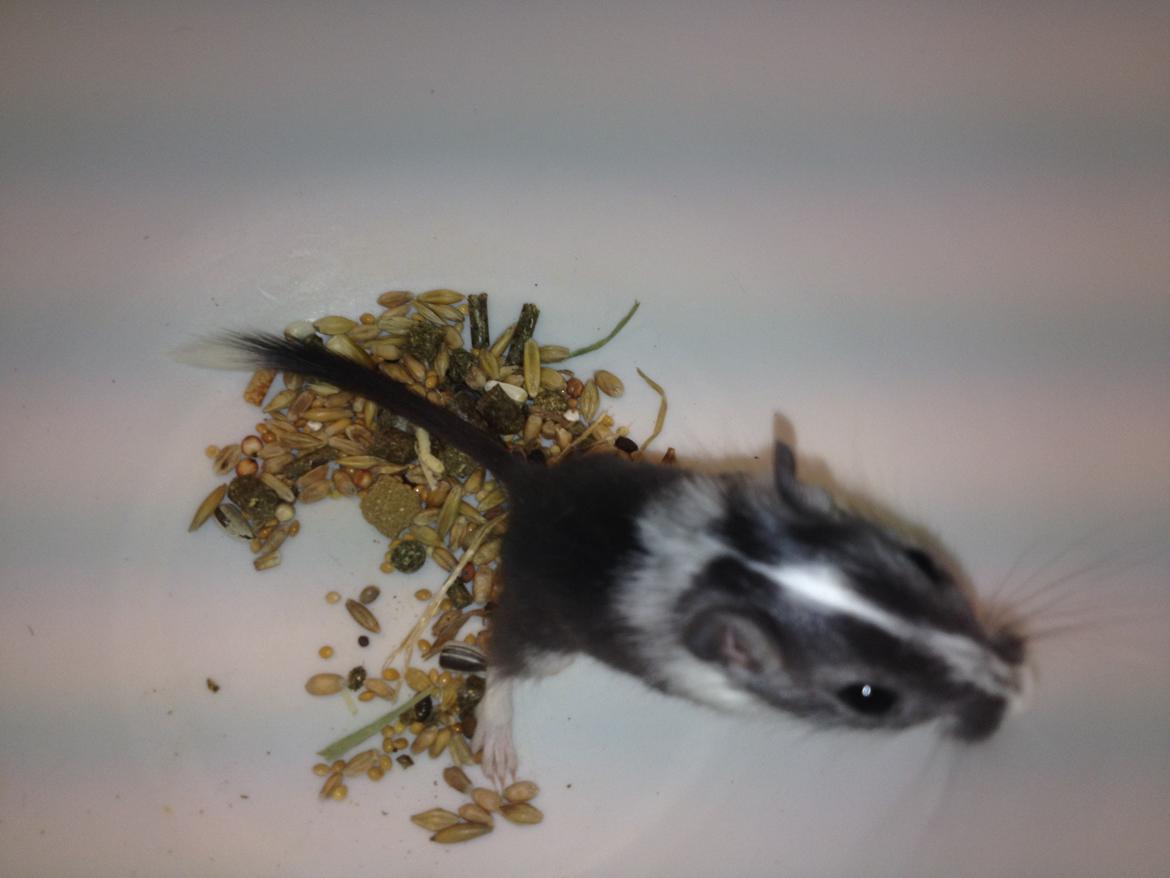 Ørkenrotte Laurits billede 3