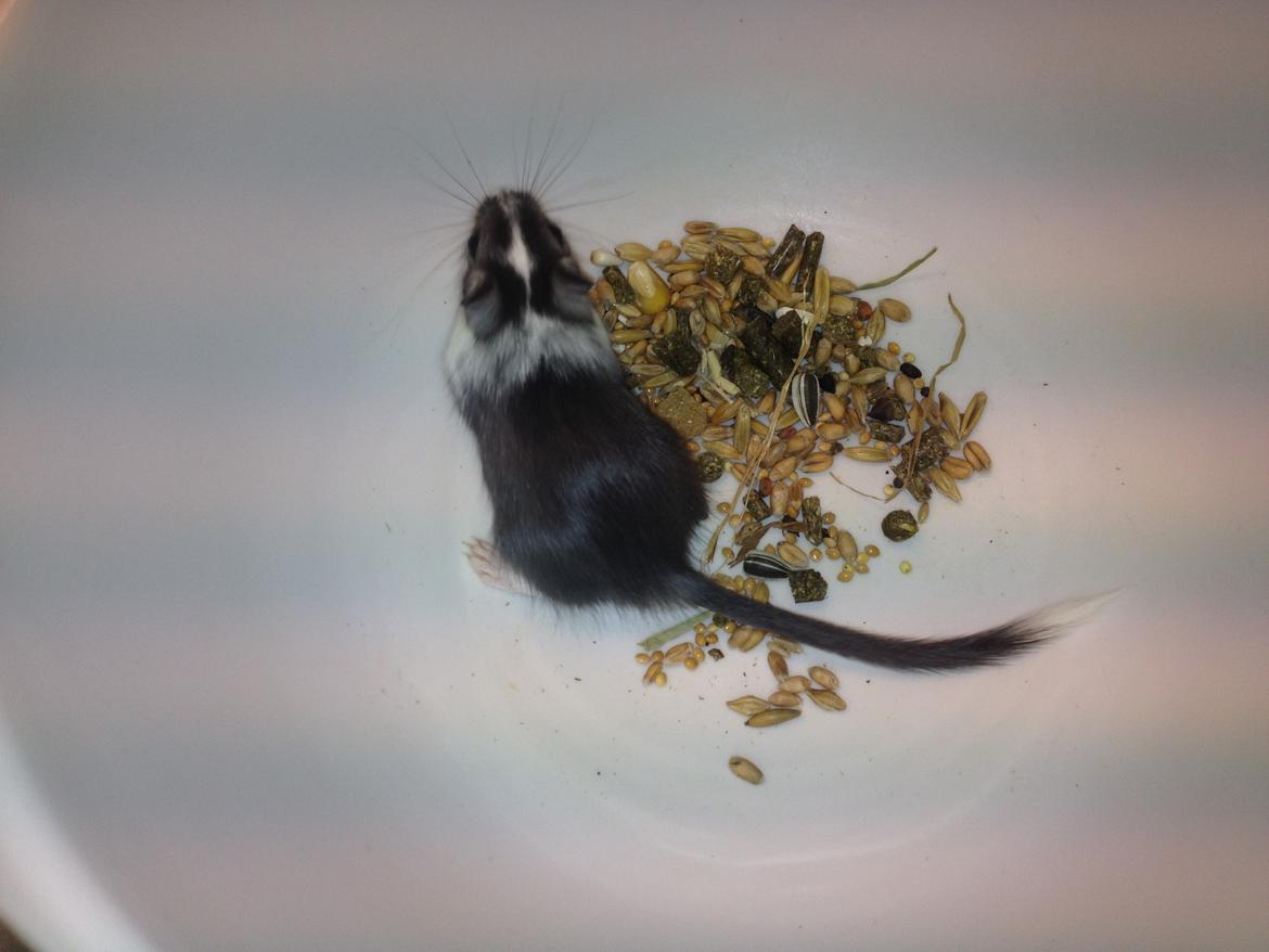 Ørkenrotte Laurits billede 4