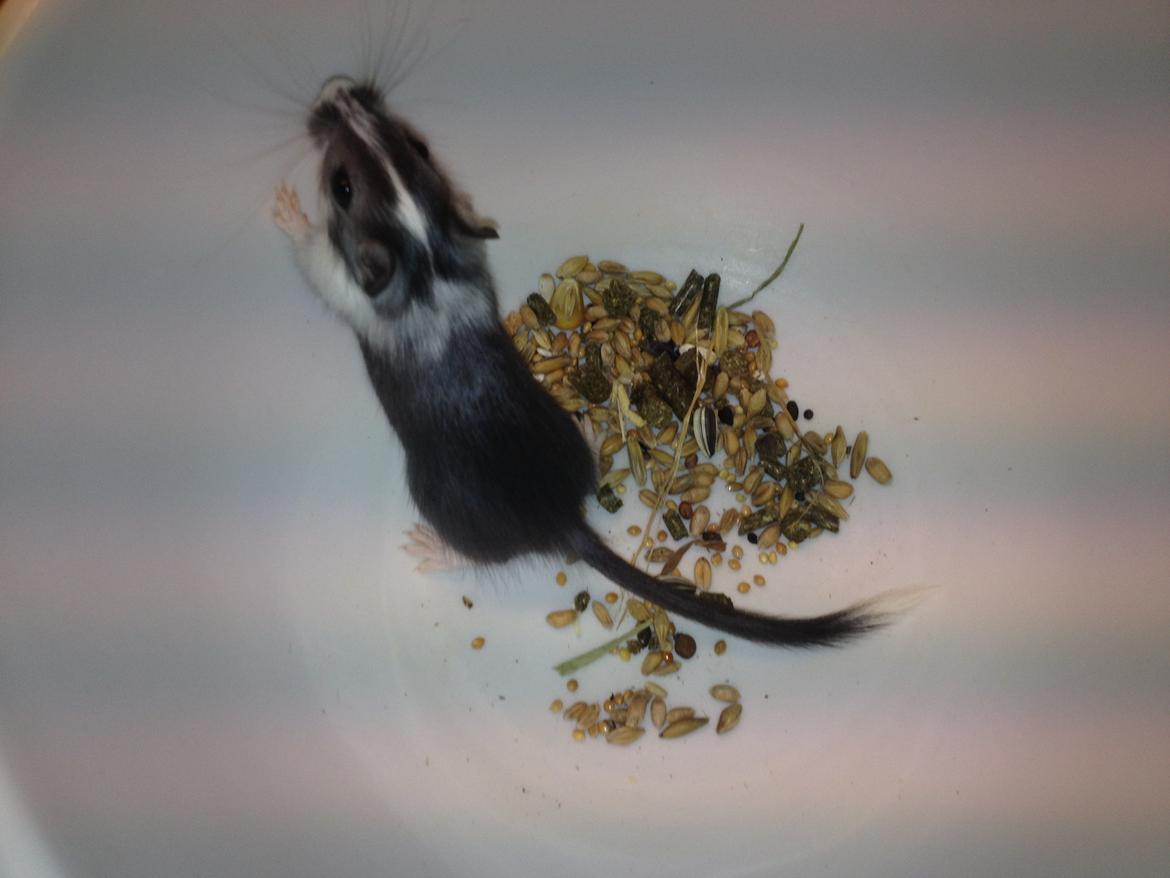 Ørkenrotte Laurits billede 5