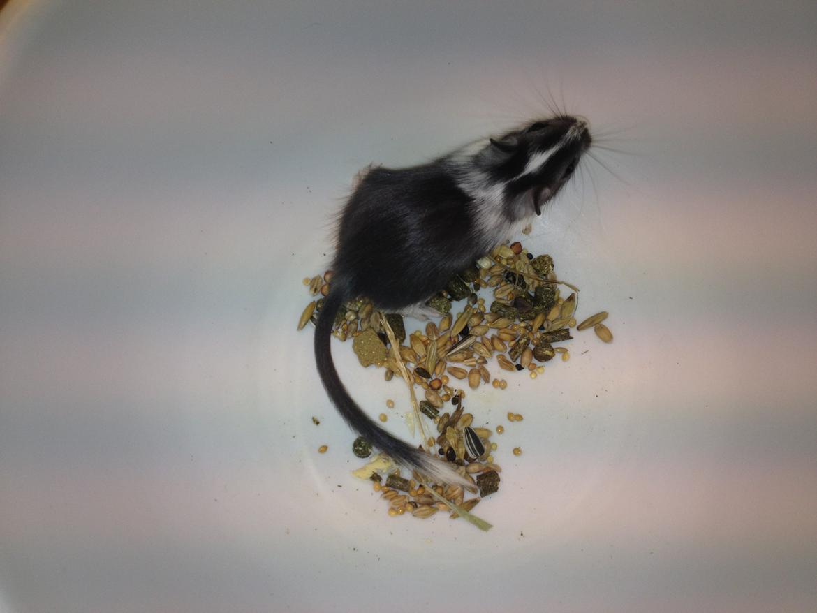 Ørkenrotte Laurits billede 6