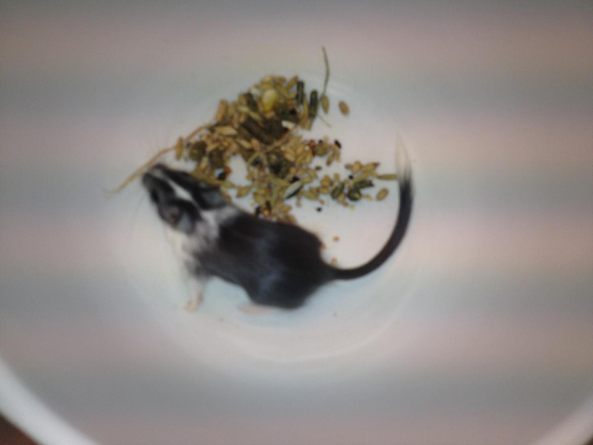 Ørkenrotte Laurits billede 7