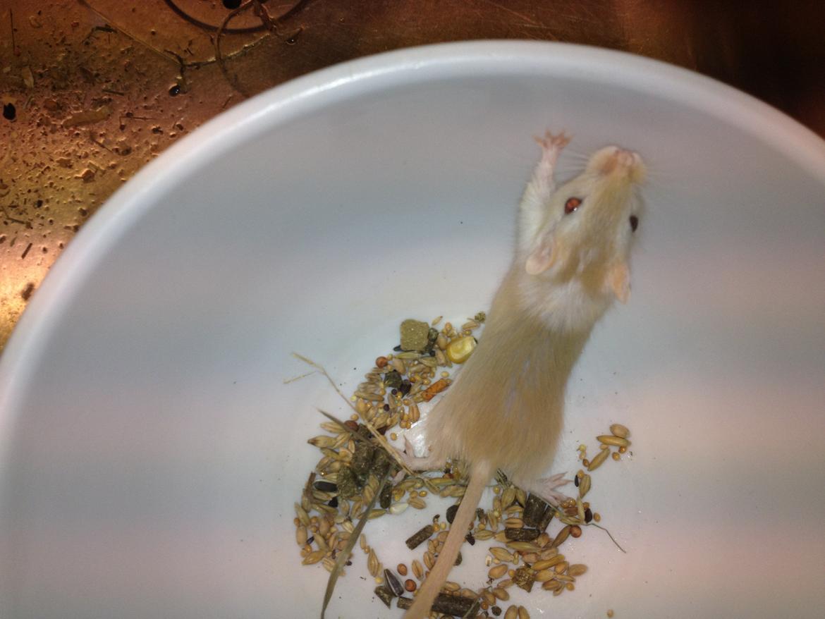 Ørkenrotte Anida billede 1