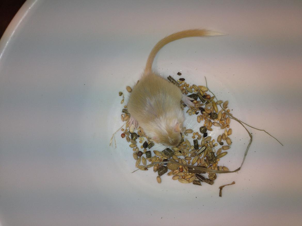 Ørkenrotte Anida billede 2