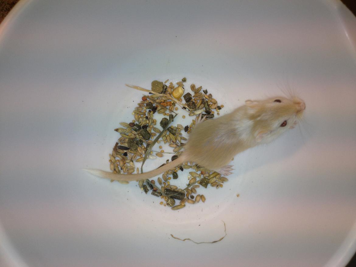 Ørkenrotte Anida billede 3