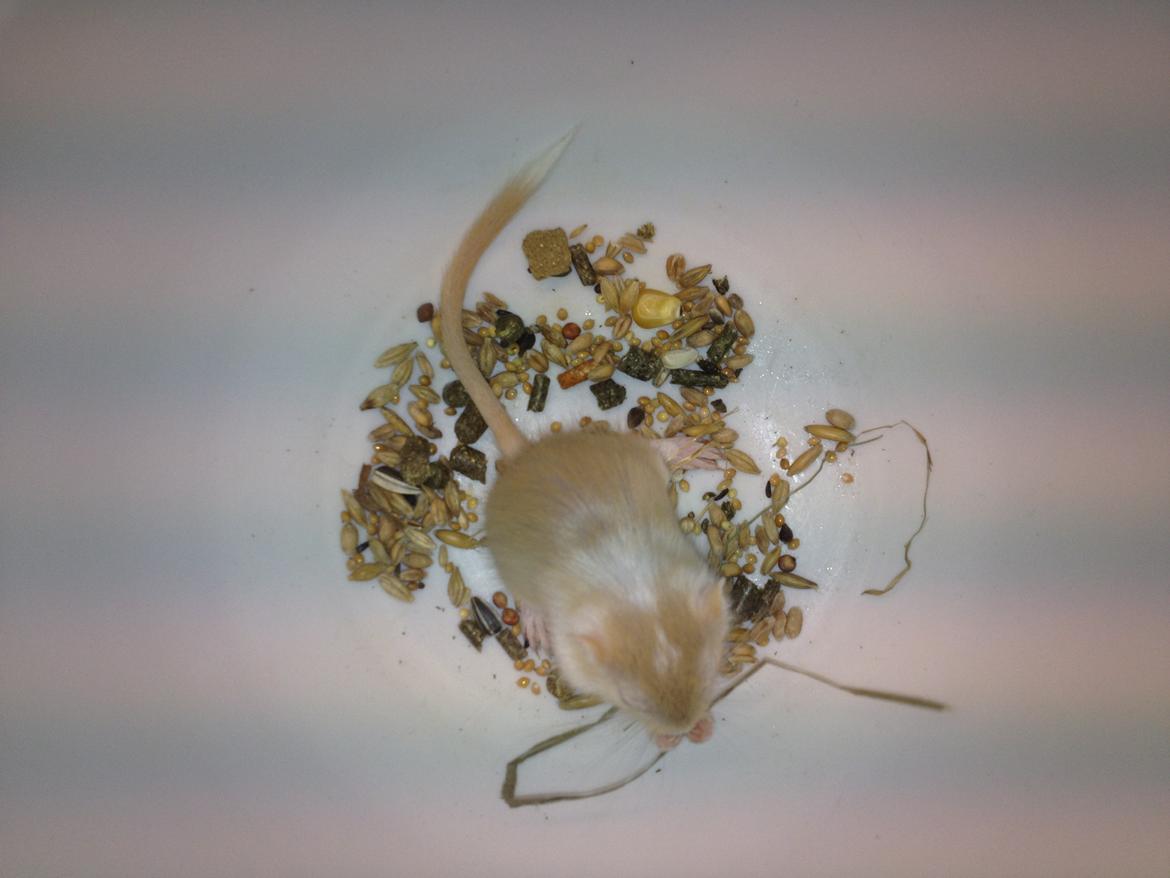 Ørkenrotte Anida billede 4