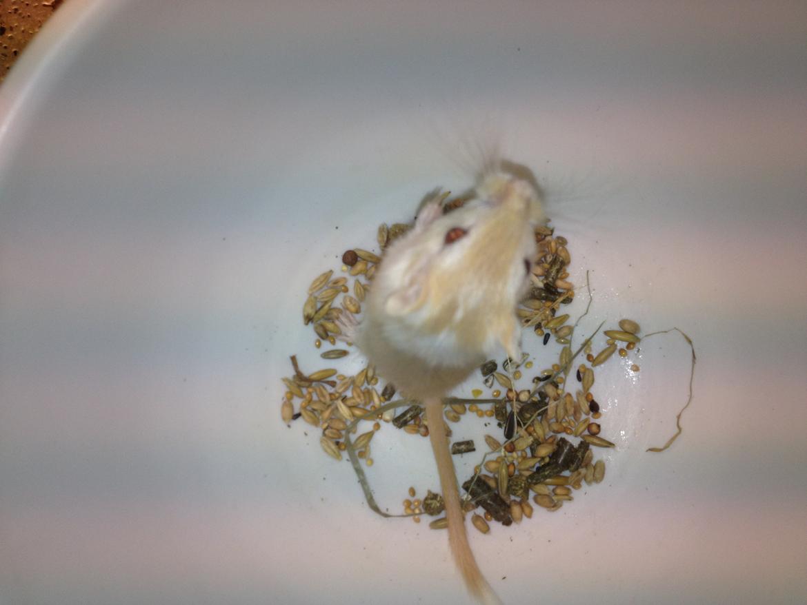 Ørkenrotte Anida billede 5