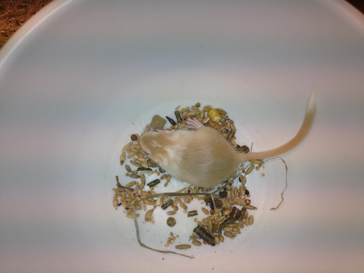 Ørkenrotte Anida billede 6