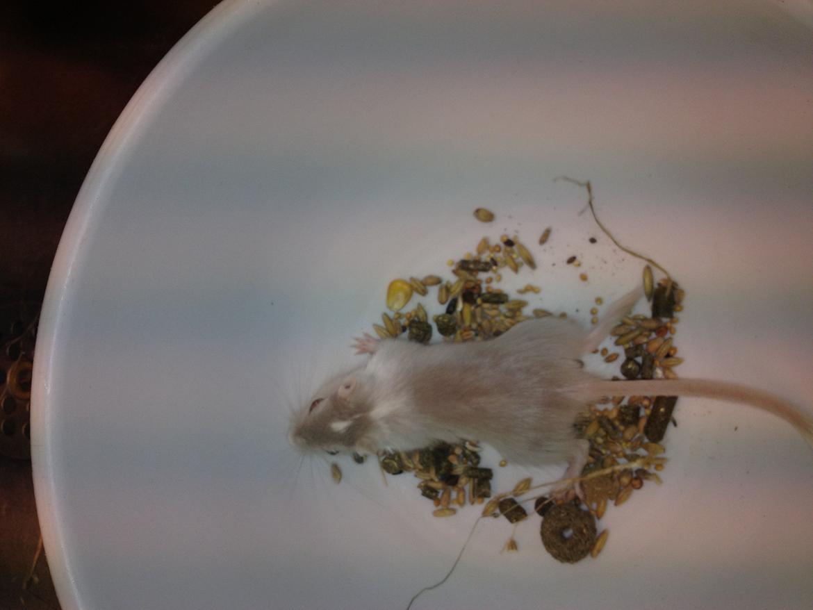 Ørkenrotte Clara billede 1