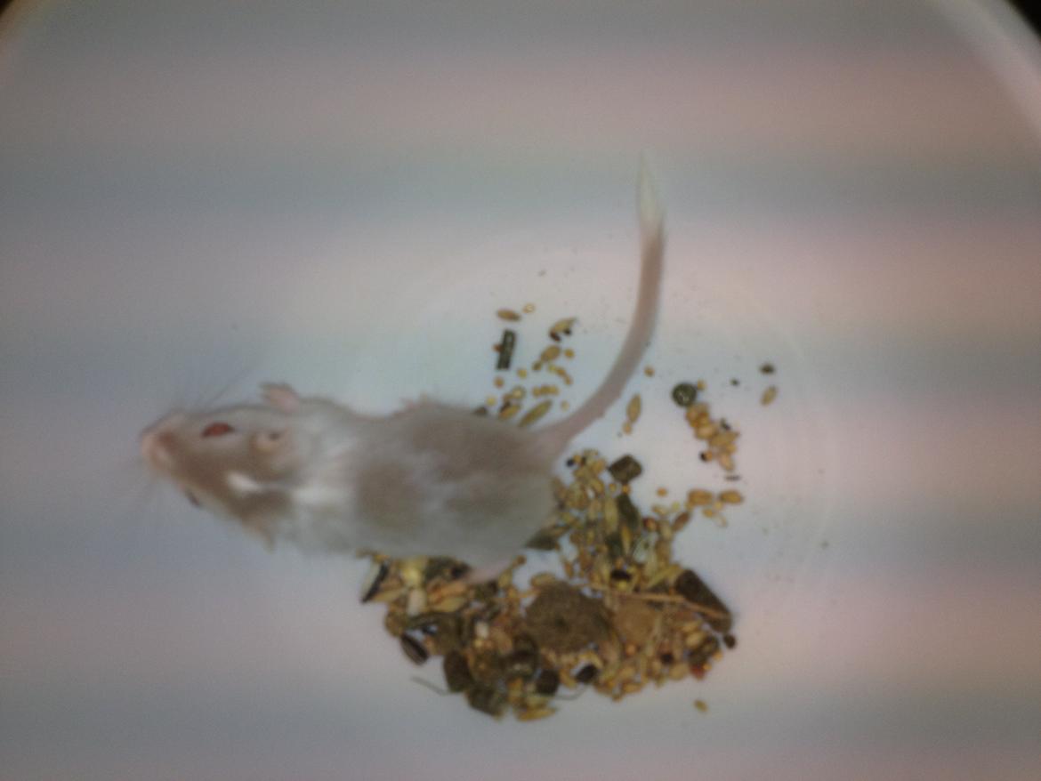 Ørkenrotte Clara billede 2