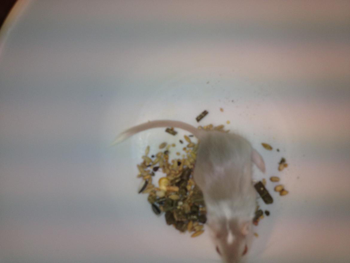 Ørkenrotte Clara billede 3