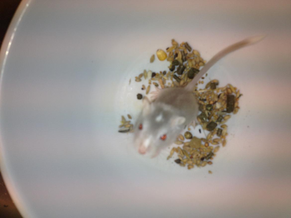 Ørkenrotte Clara billede 4