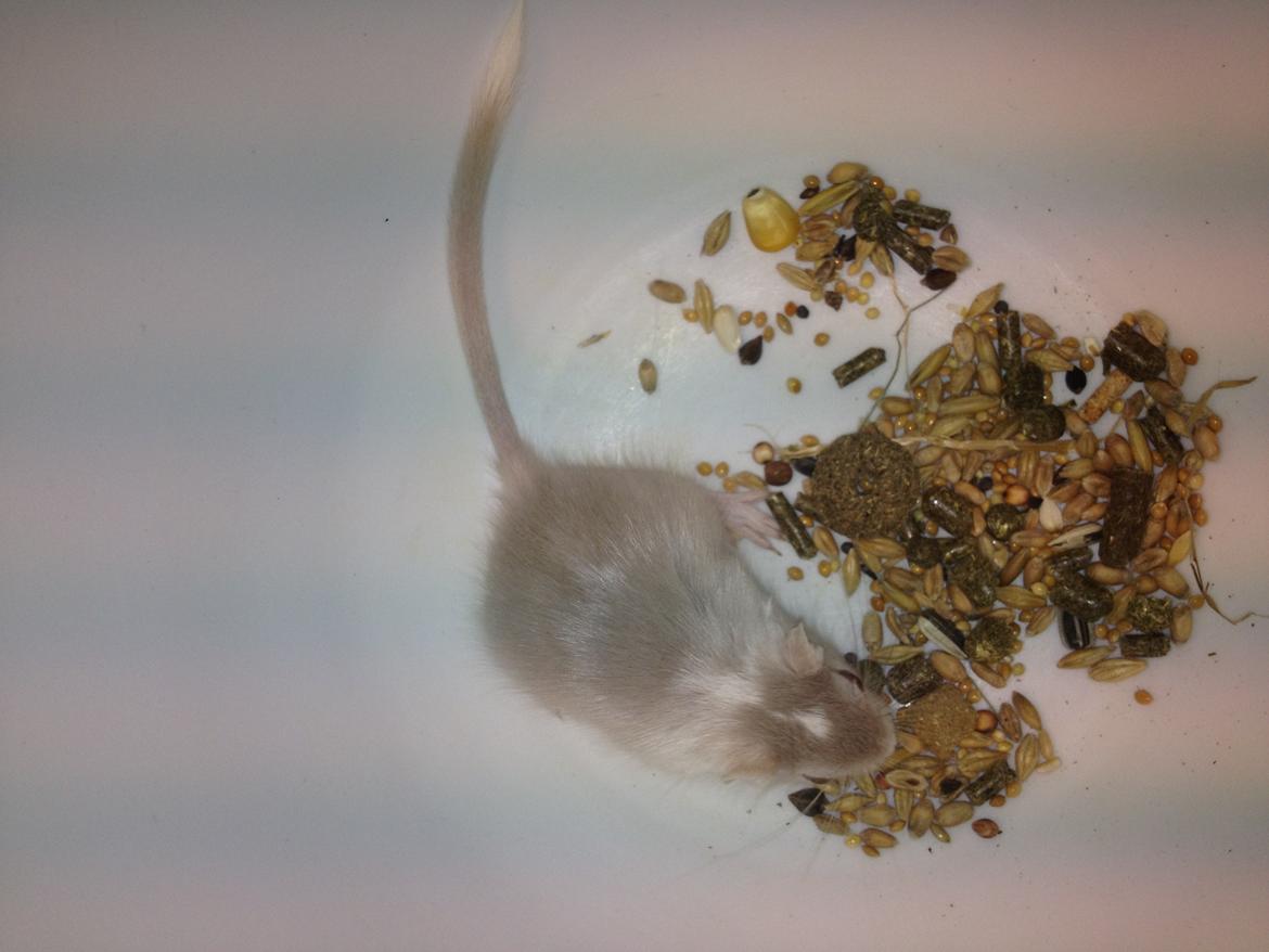 Ørkenrotte Clara billede 5