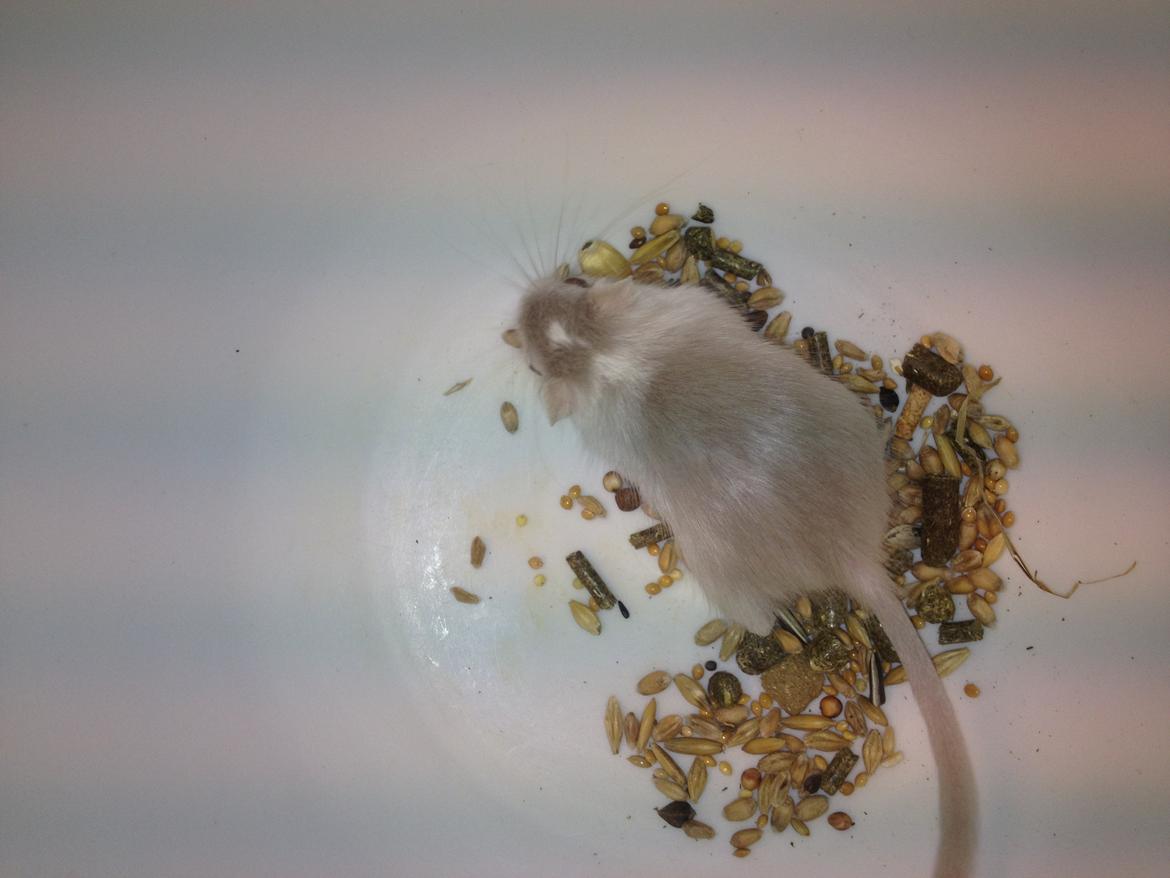 Ørkenrotte Clara billede 6