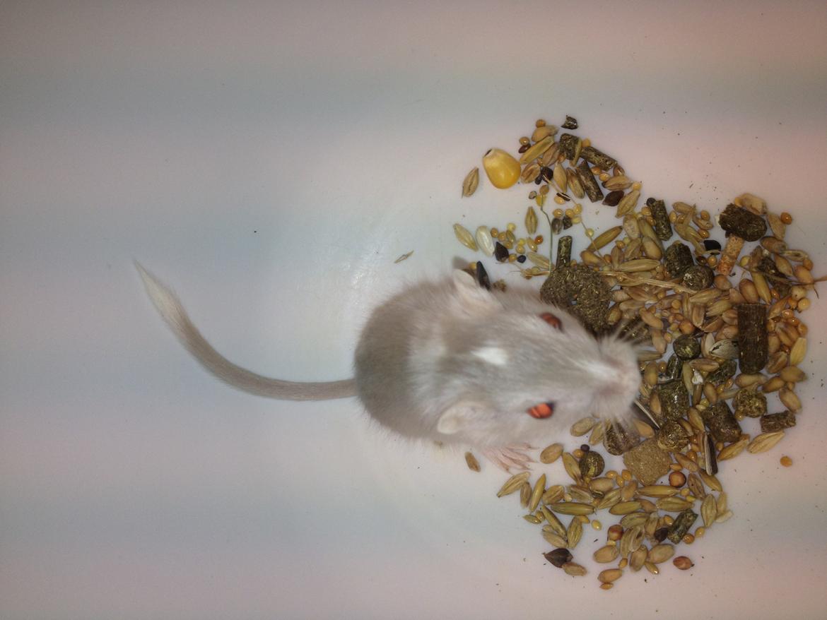 Ørkenrotte Clara billede 7