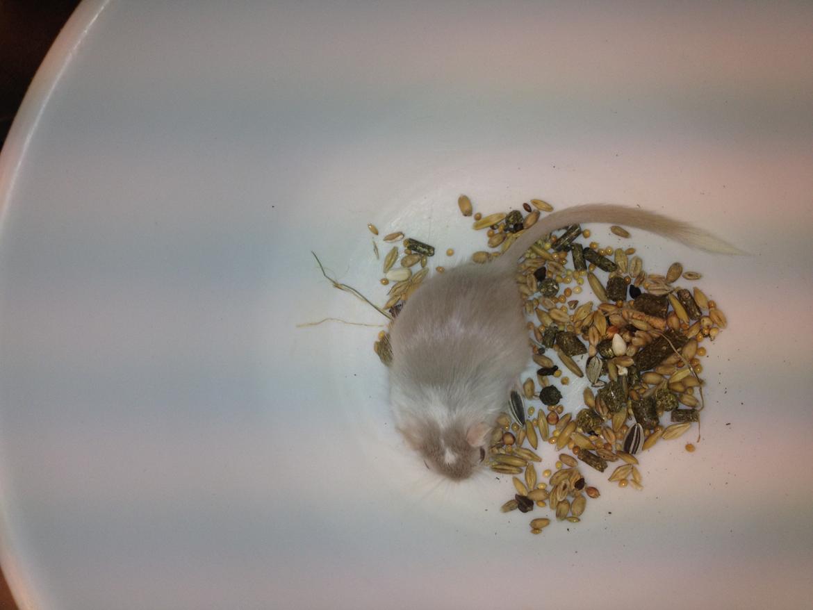 Ørkenrotte Clara billede 8