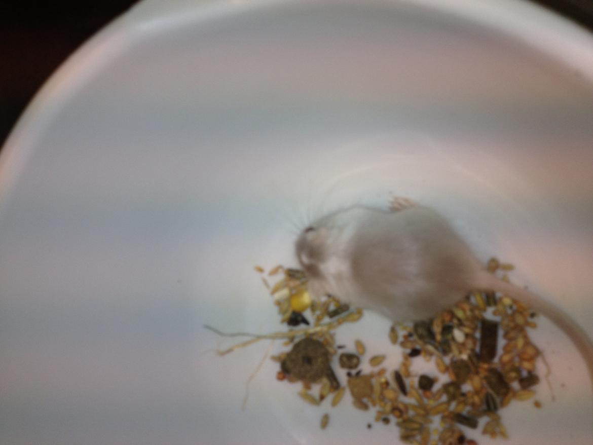 Ørkenrotte Clara billede 9