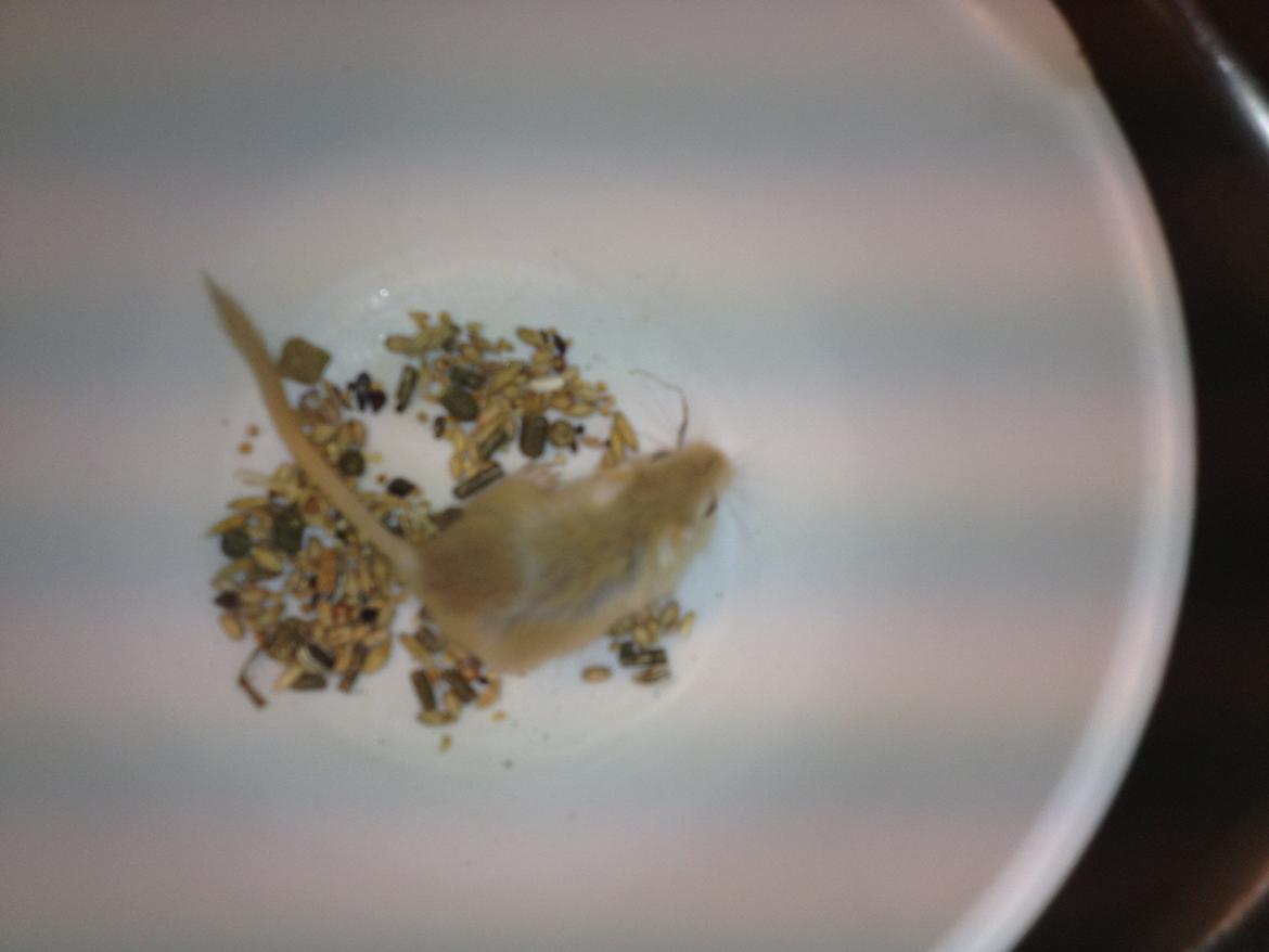 Ørkenrotte Lærke billede 1