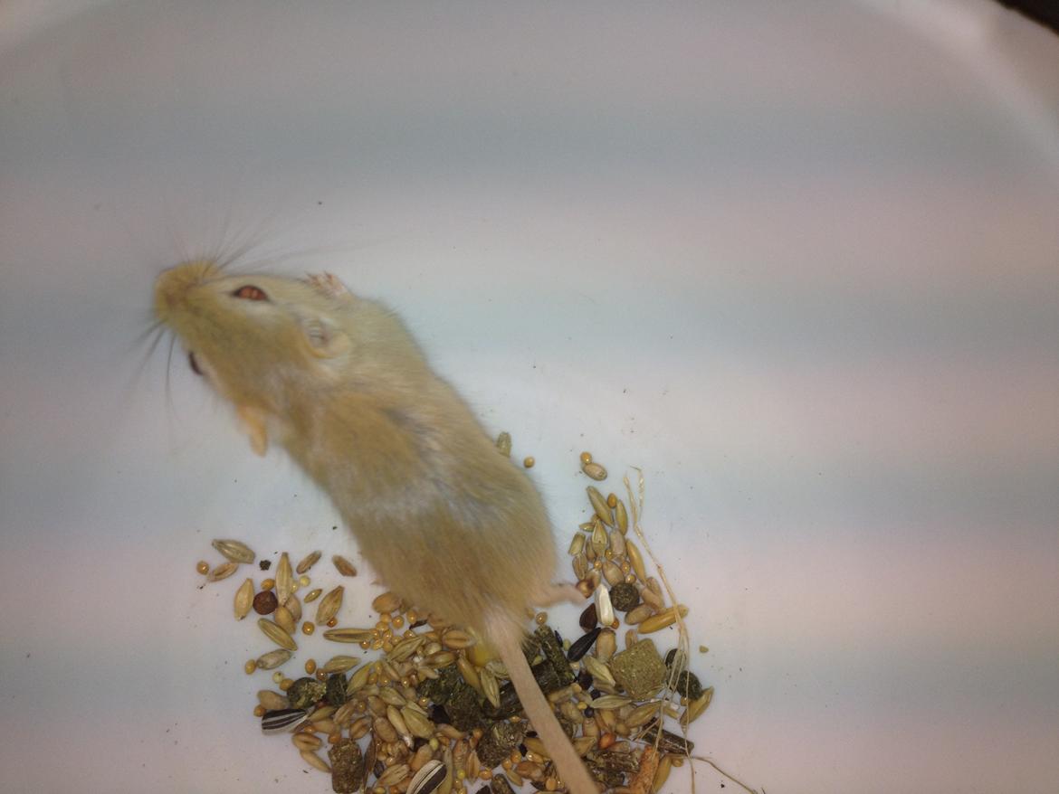 Ørkenrotte Lærke billede 2