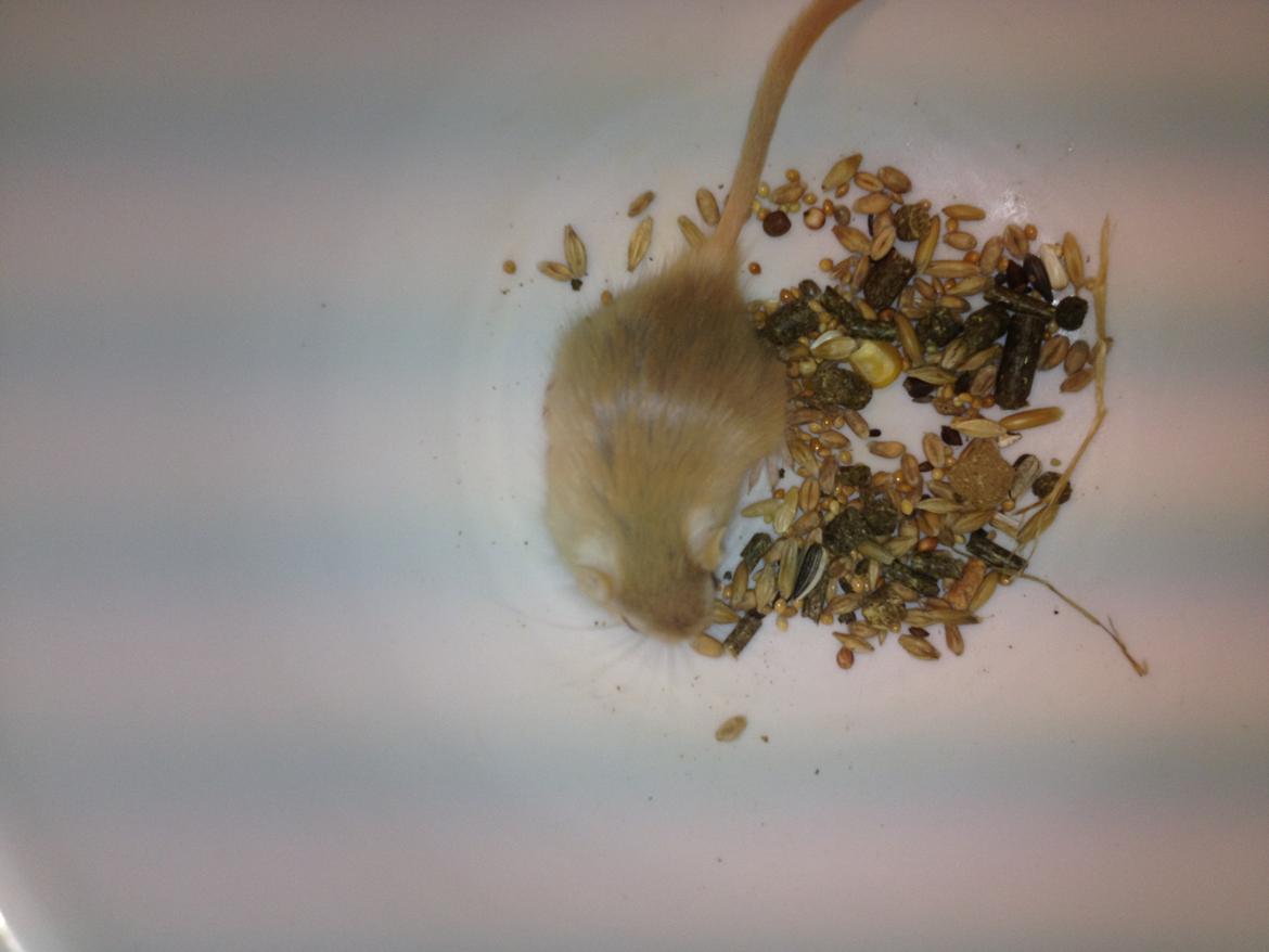 Ørkenrotte Lærke billede 3