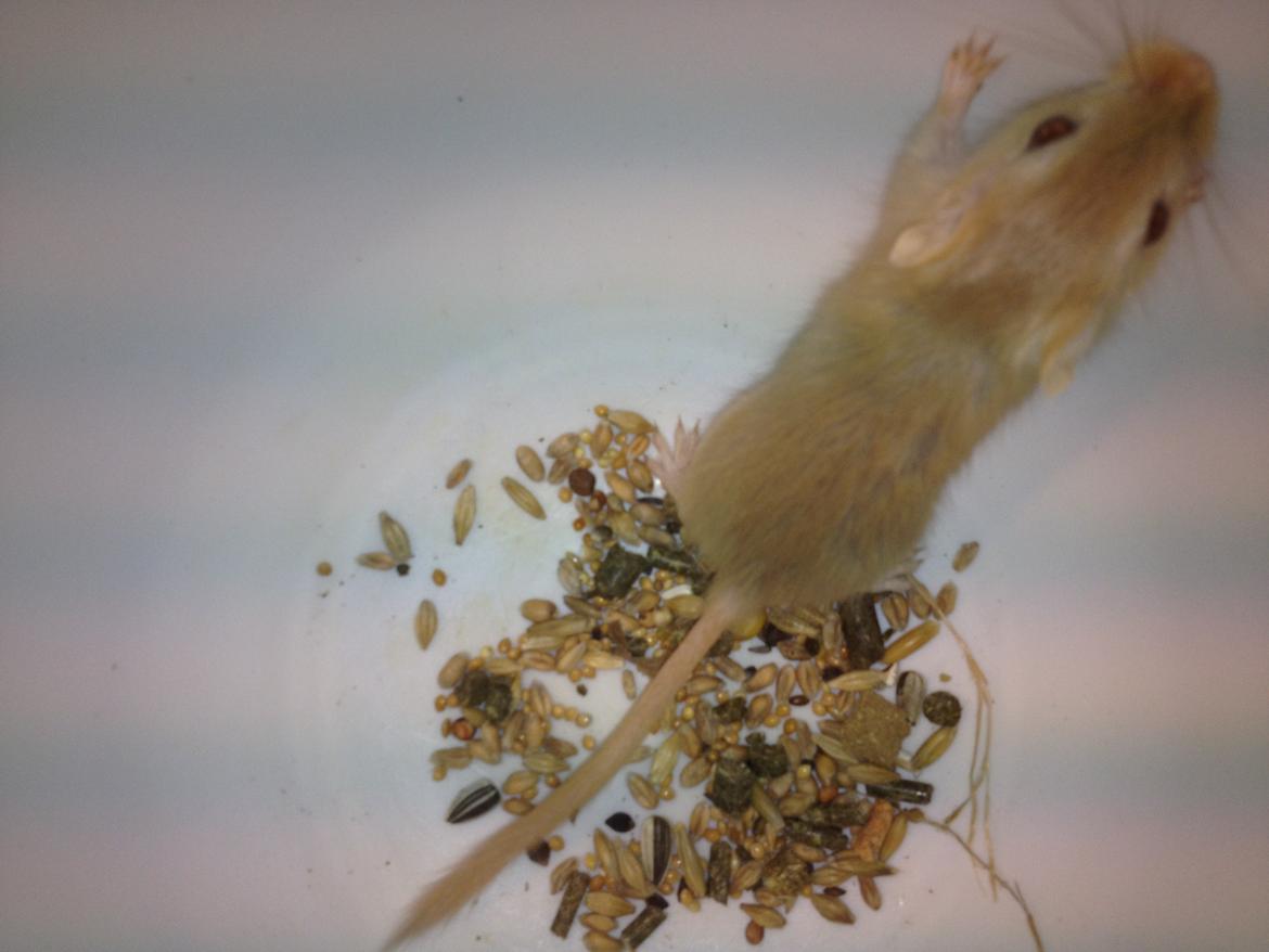 Ørkenrotte Lærke billede 4